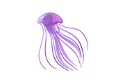 Jellyfish, Beautiful Purple