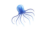 Blue Jellyfish, Beautiful Swimming