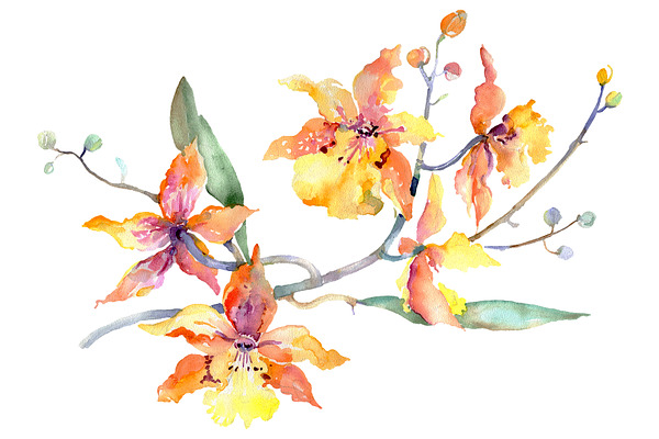 Branch of yellow orchids Watercolor 