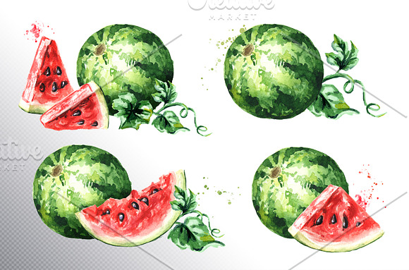 Watermelon. Watercolor collection in Illustrations - product preview 2