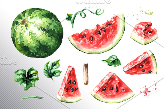 Watermelon. Watercolor collection in Illustrations - product preview 5