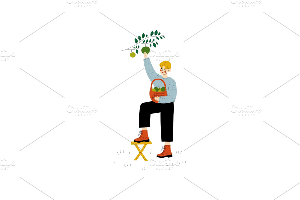 Young Man Picking Apples From Tree in Illustrations - product preview 8