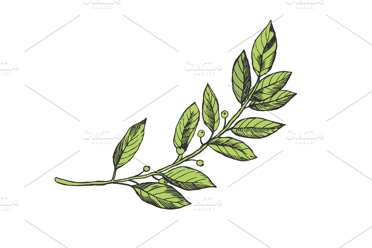 Laurel branch engraving vector in Illustrations - product preview 8