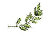 Laurel branch engraving vector