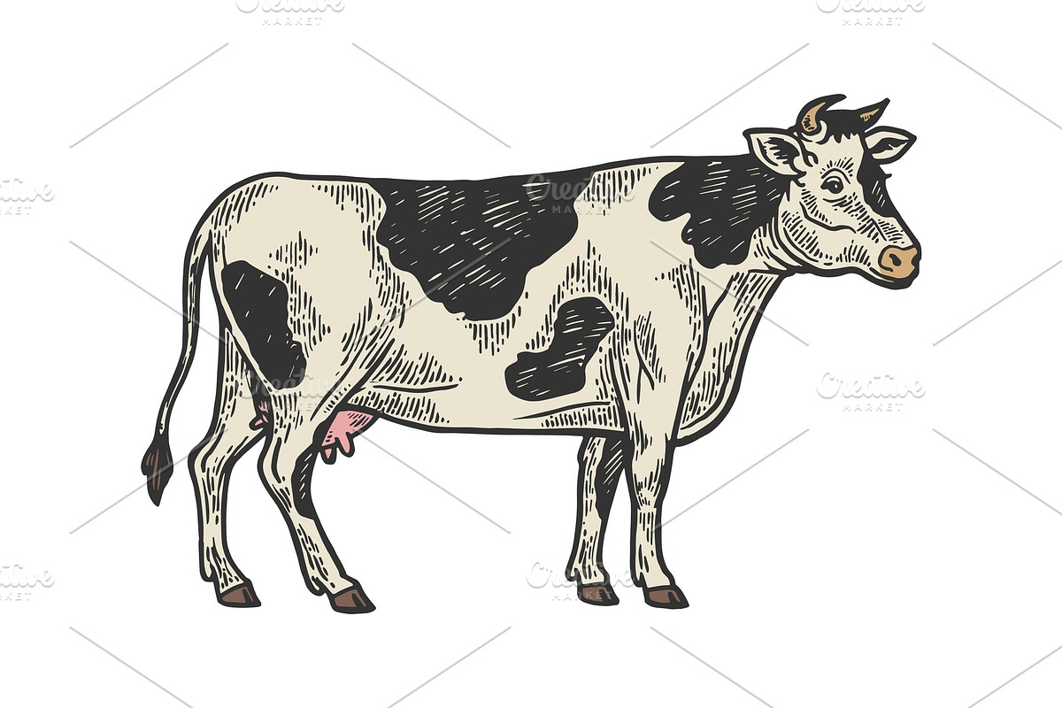 Cow rural farm animal engraving in Illustrations - product preview 8