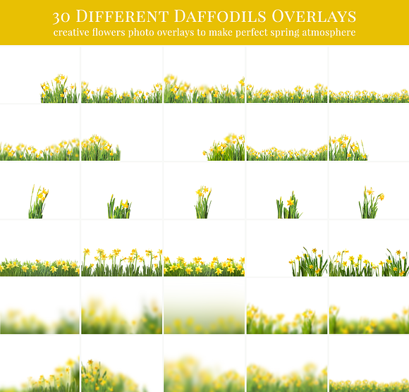 Daffodils Flowers photo overlays in Add-Ons - product preview 4
