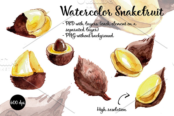 Snakefruit, salacca, watercolor