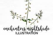 enchanters nightshade Vintage Floral