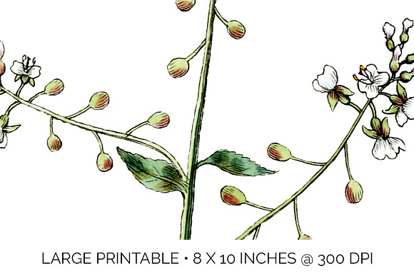 enchanters nightshade Vintage Floral in Illustrations - product preview 2