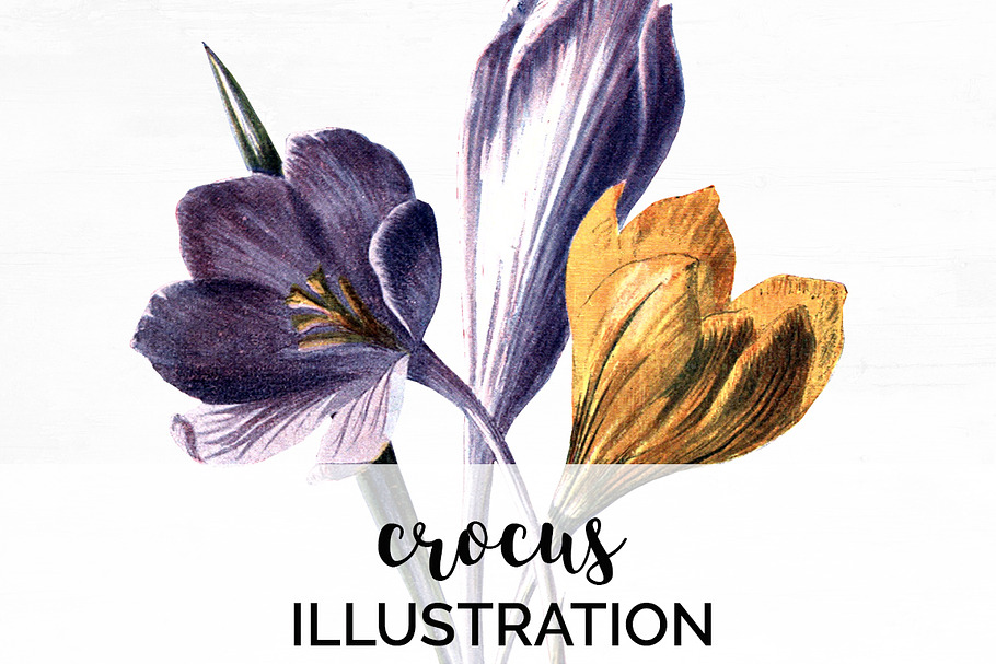 crocus bouquet Vintage Florals in Illustrations - product preview 8