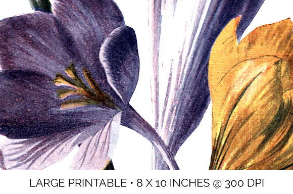 crocus bouquet Vintage Florals in Illustrations - product preview 6
