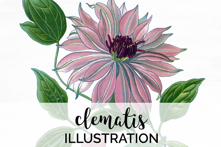 clematis pink Vintage Florals in Illustrations - product preview 8