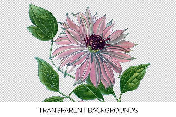 clematis pink Vintage Florals in Illustrations - product preview 1
