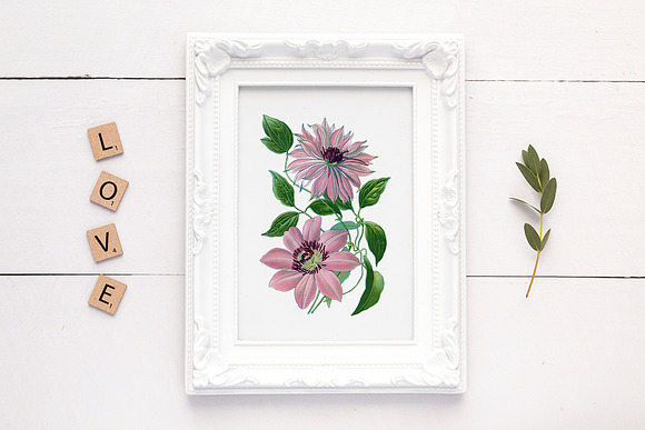 clematis pink Vintage Florals in Illustrations - product preview 2