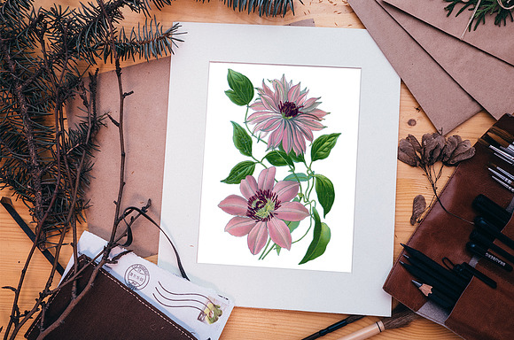 clematis pink Vintage Florals in Illustrations - product preview 4