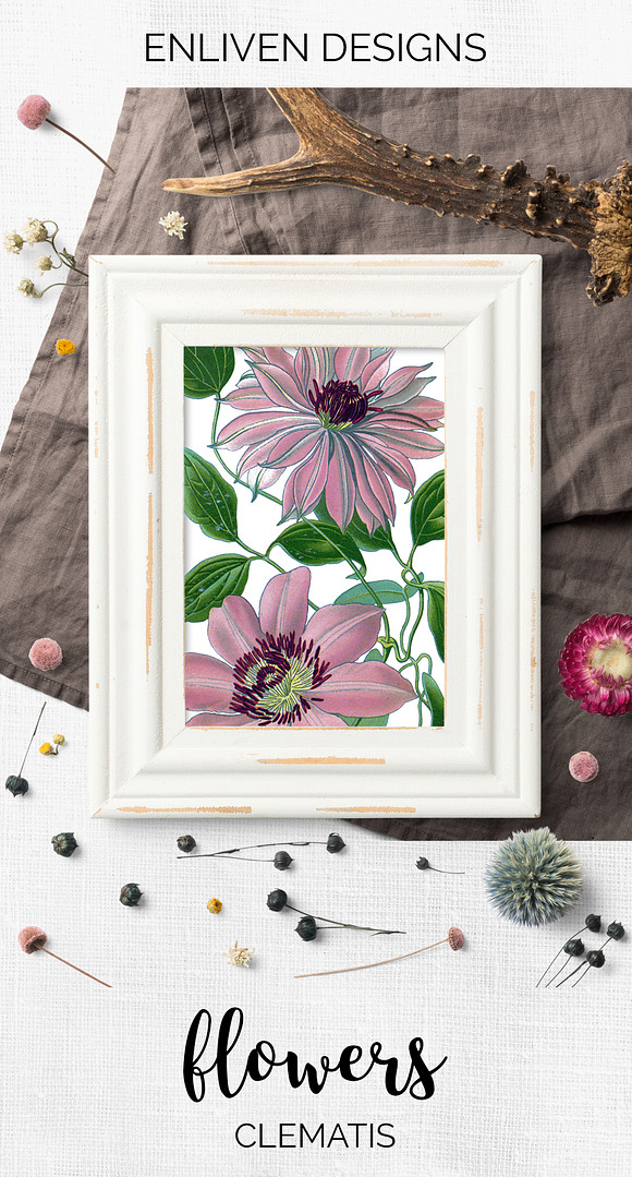 clematis pink Vintage Florals in Illustrations - product preview 7