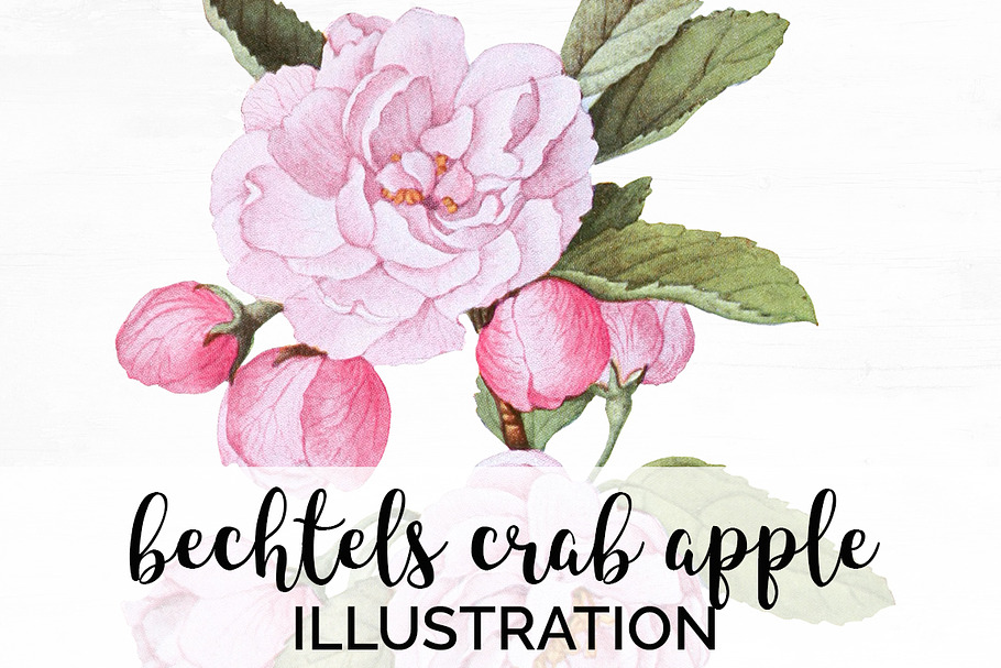 bechtels crab apple blossoms Vintage in Illustrations - product preview 8