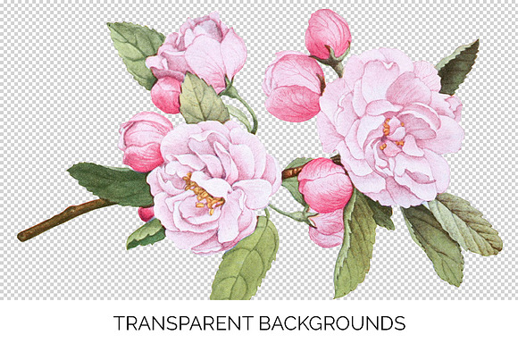 bechtels crab apple blossoms Vintage in Illustrations - product preview 1