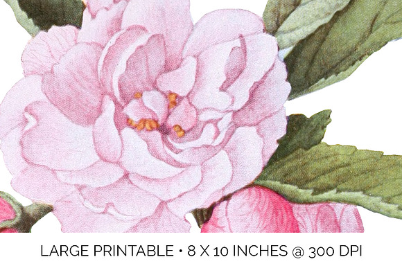 bechtels crab apple blossoms Vintage in Illustrations - product preview 5