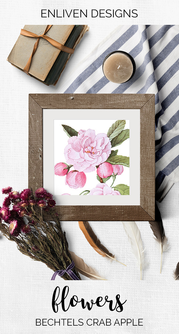 bechtels crab apple blossoms Vintage in Illustrations - product preview 7