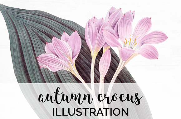 autumn crocus Vintage Florals in Illustrations - product preview 1