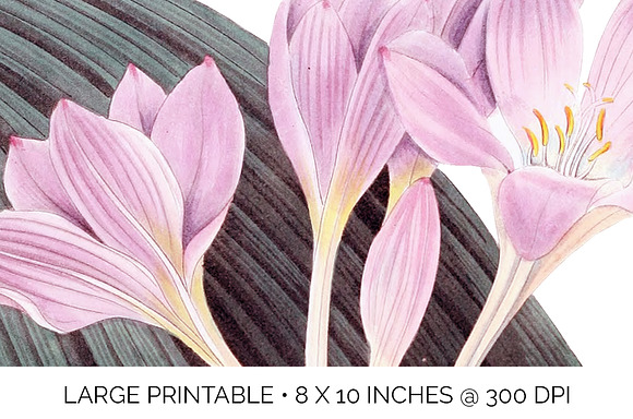 autumn crocus Vintage Florals in Illustrations - product preview 4