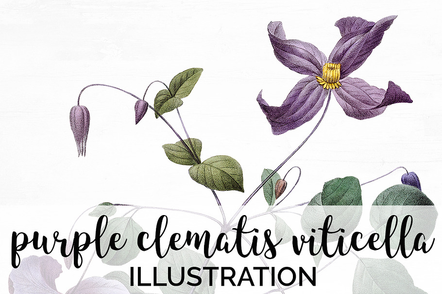 purple clematis viticella Vintage in Illustrations - product preview 8