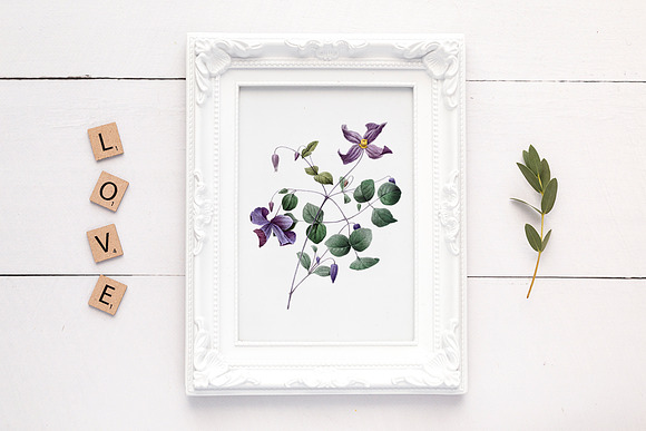purple clematis viticella Vintage in Illustrations - product preview 1