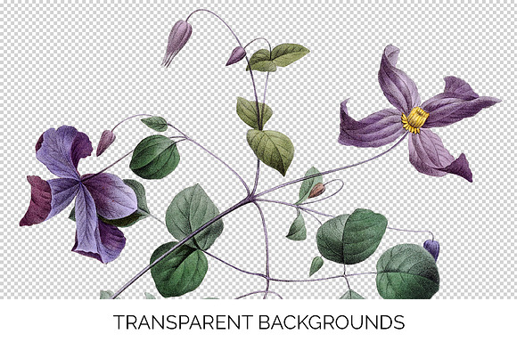 purple clematis viticella Vintage in Illustrations - product preview 2