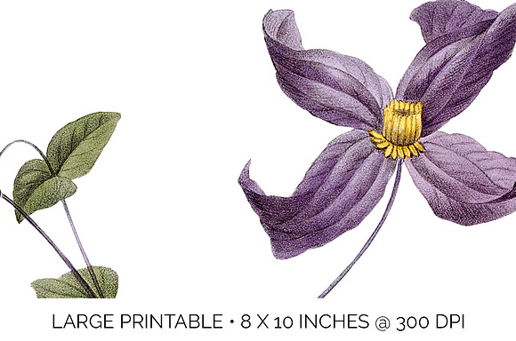 purple clematis viticella Vintage in Illustrations - product preview 3