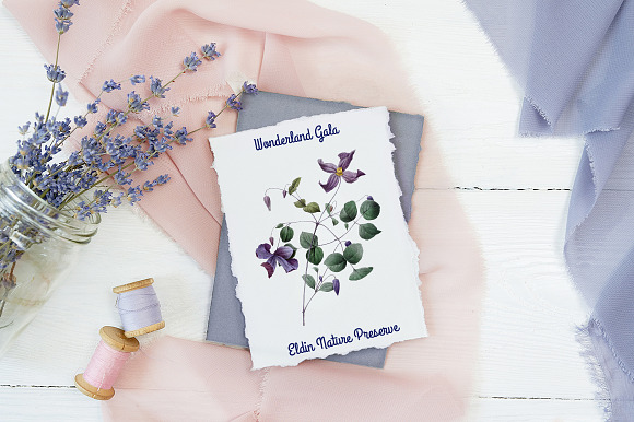 purple clematis viticella Vintage in Illustrations - product preview 5