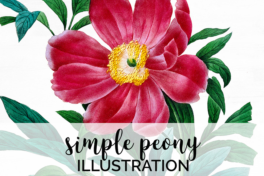 Peony Clipart Pink Flowers