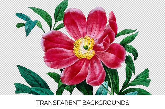 Peony Clipart Pink Flowers in Illustrations - product preview 2