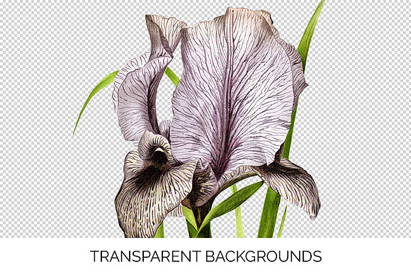 Iris Clipart Flower in Illustrations - product preview 1