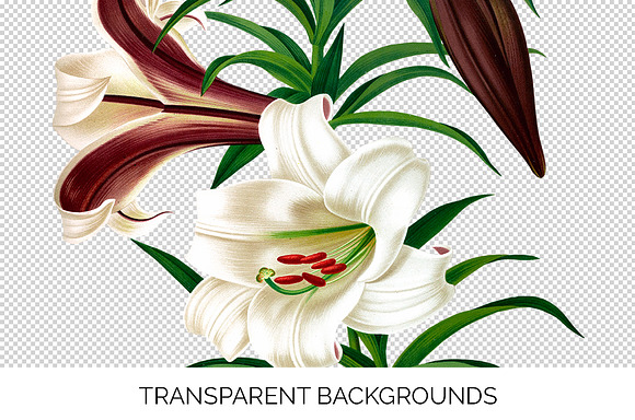 Lily White Flowers Lilies in Illustrations - product preview 2