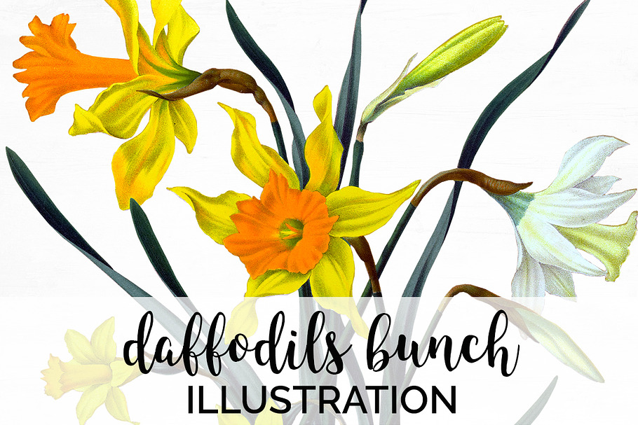 Daffodils Yellow Daffodil in Illustrations - product preview 8