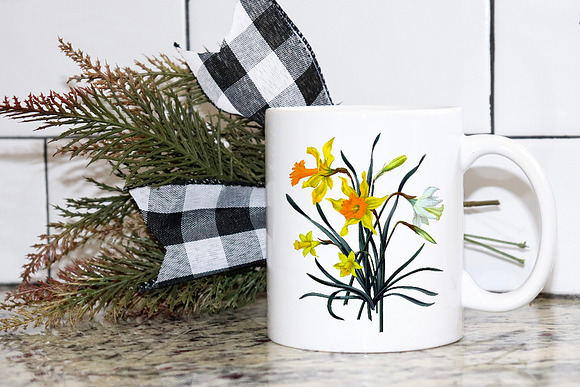 Daffodils Yellow Daffodil in Illustrations - product preview 1