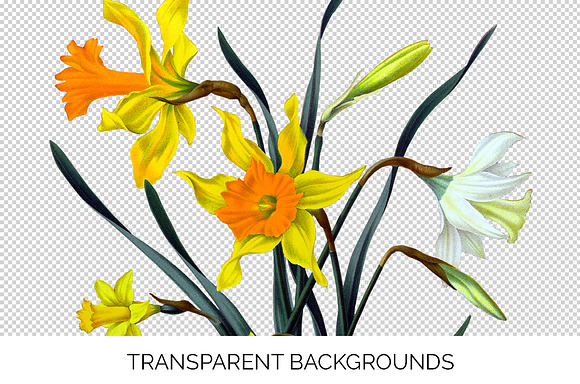 Daffodils Yellow Daffodil in Illustrations - product preview 2
