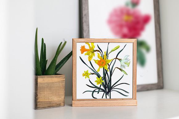 Daffodils Yellow Daffodil in Illustrations - product preview 3