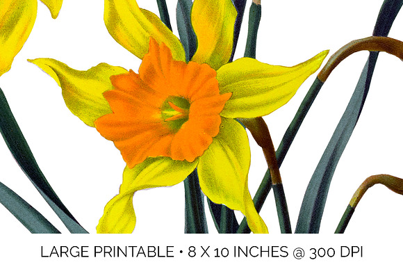 Daffodils Yellow Daffodil in Illustrations - product preview 4
