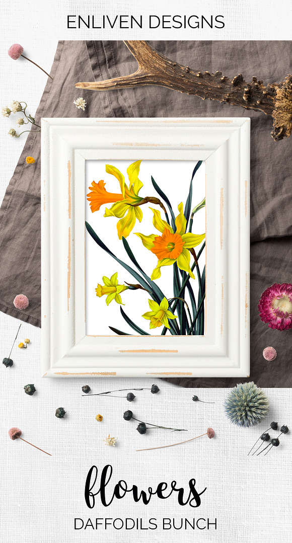 Daffodils Yellow Daffodil in Illustrations - product preview 7