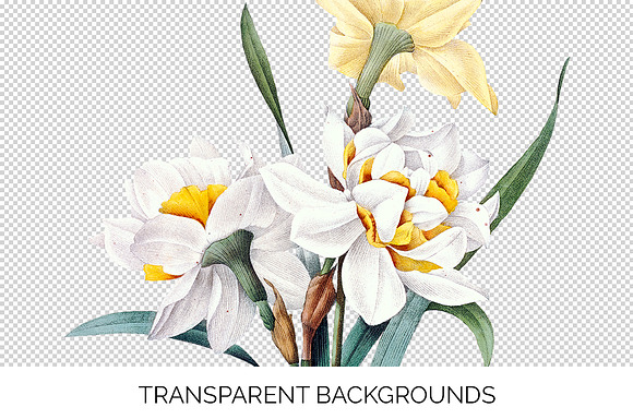 narcisses doubles Vintage Florals in Illustrations - product preview 2