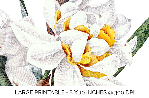 narcisses doubles Vintage Florals in Illustrations - product preview 4