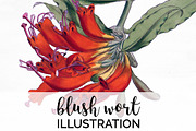 blush wort red Vintage Florals