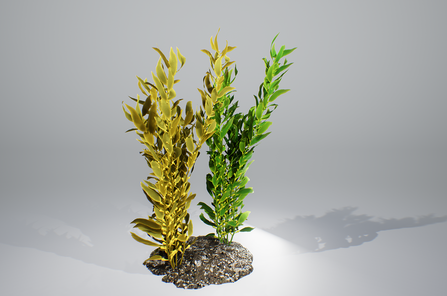 Kelp bush in Nature - product preview 11
