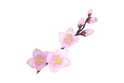 Branch of Sakura or Cherry Blooming