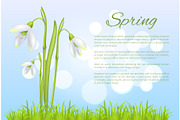 Spring Poster with Text and Snowdrop