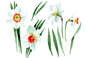 White narcissus Watercolor png 