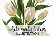 white early tulips Vintage Flowers