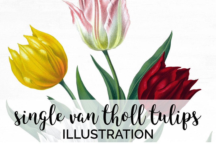 single van tholl tulips Vintage in Illustrations - product preview 8